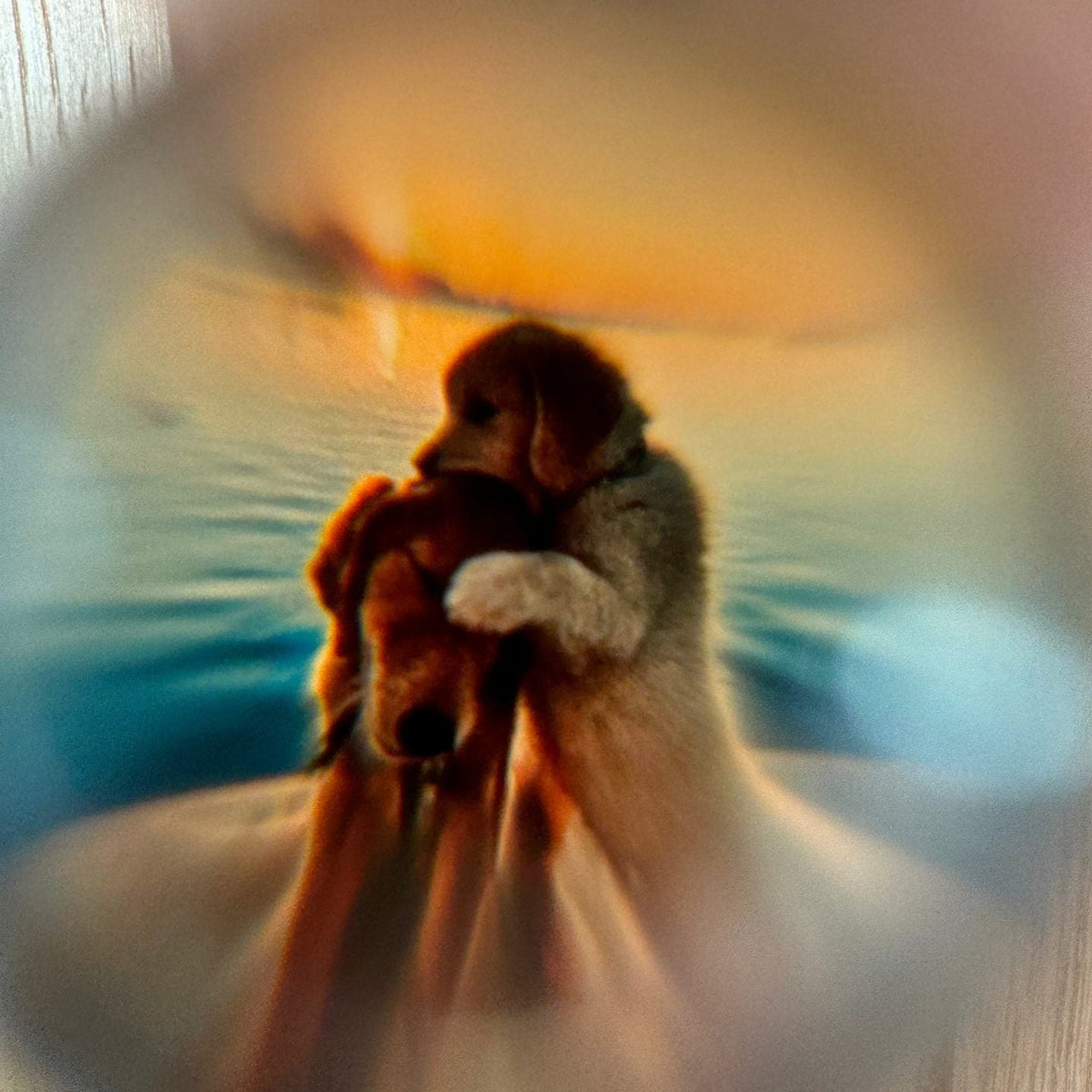 レンズの中に浮かび上がるペットの写真